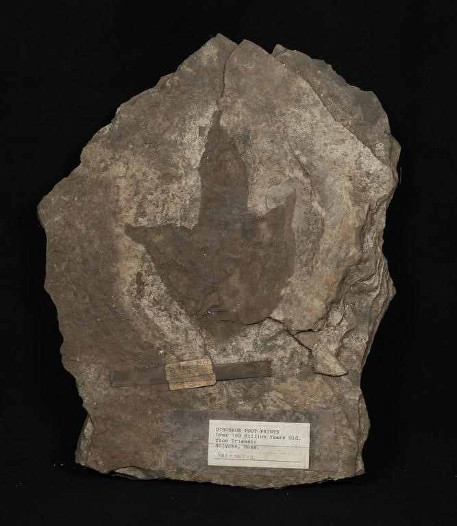 FOSSILIZED DINOSAUR FOOT PRINTS