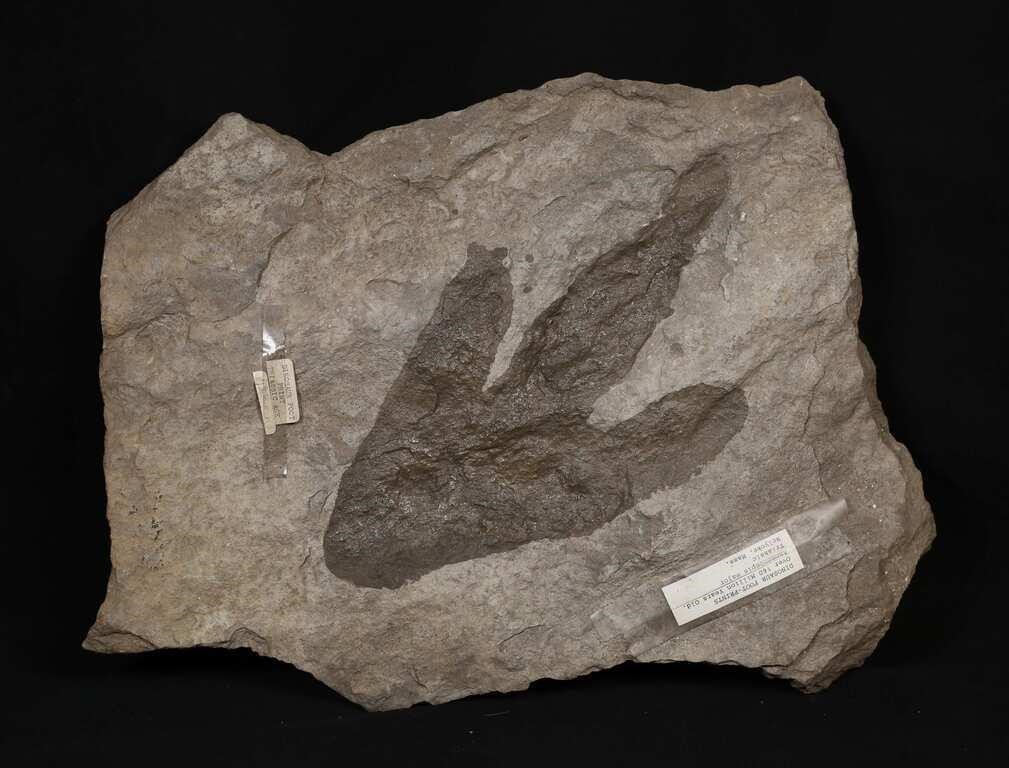 FOSSILIZED DINOSAUR FOOT PRINTDinosaur 2fef07