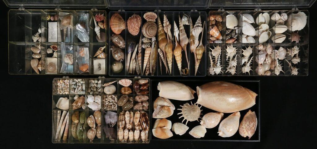 COLLECTION OF SEASHELLS AUGERAuger