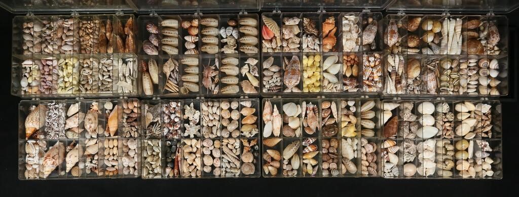 LARGE COLLECTION OF SEA SHELLS 2fef33