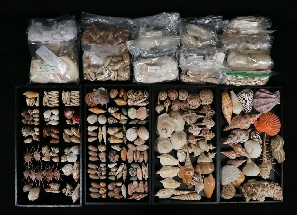A LARGE COLLECTION OF SEASHELLS