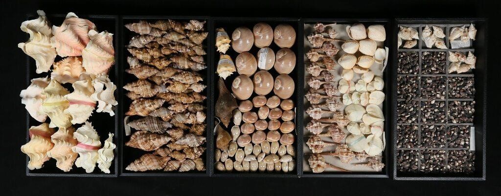 COLLECTION OF SEASHELLS TRIDACNA