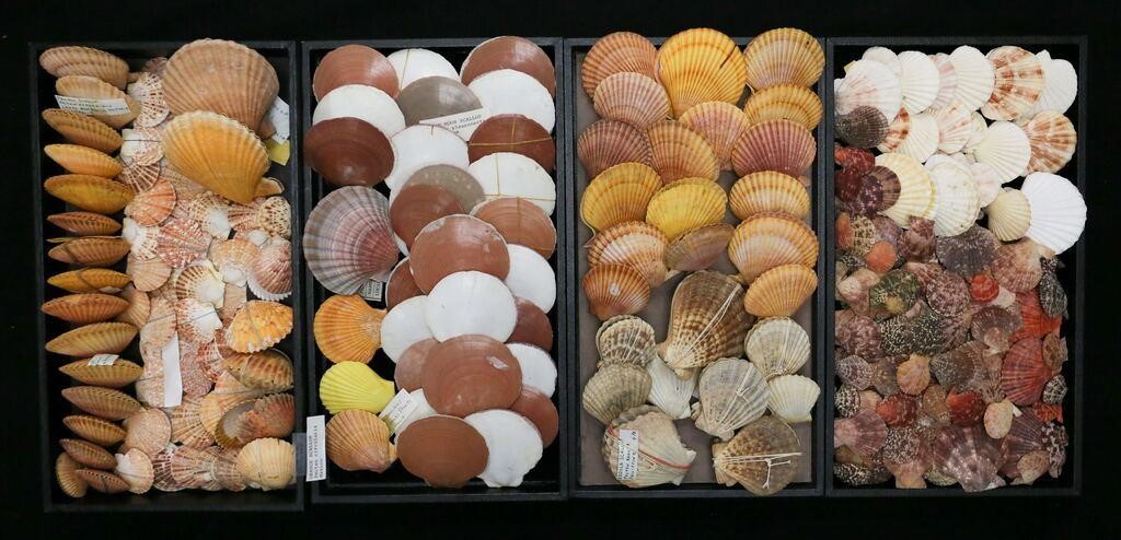 COLLECTION OF VARIOUS SCALLOP SPECIESAsian 2fef40