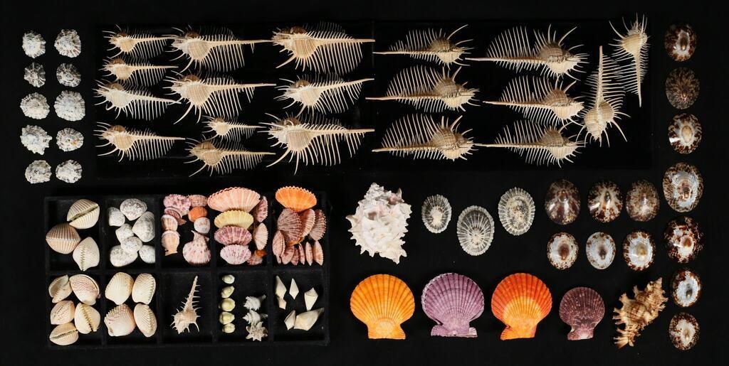 COLLECTION OF SHELLS MUREX SCALLOP