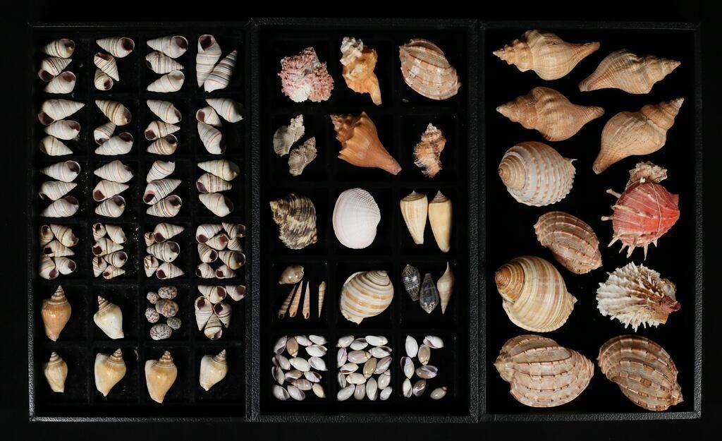 COLLECTION OF UNDESCRIBED SEA SHELLSLarge 2fef4b