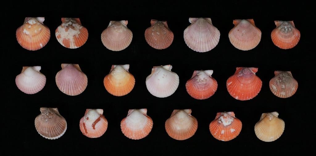 20 PASTEL SCALLOPS PECTEN FLABELLUM 2fef58