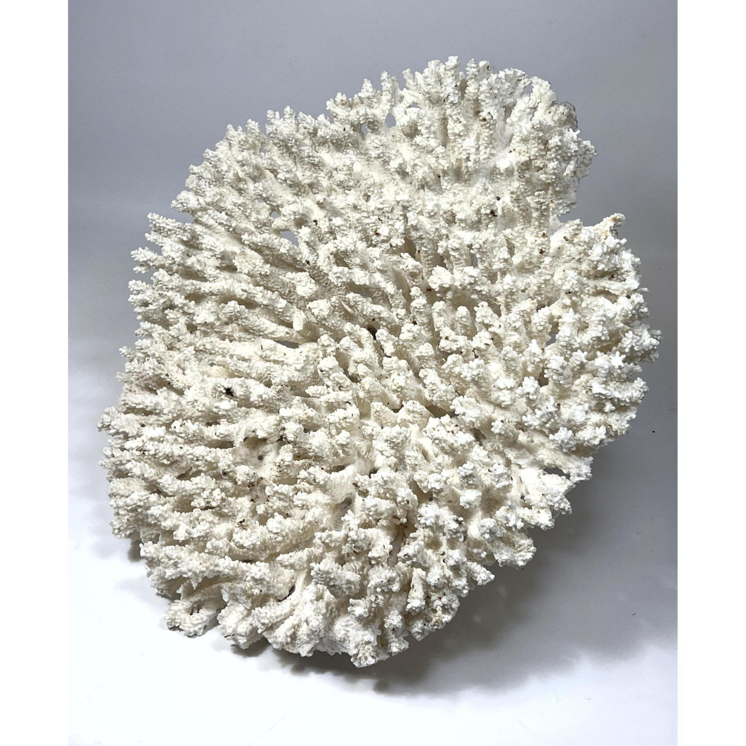 Large Natural White Coral Specimen.