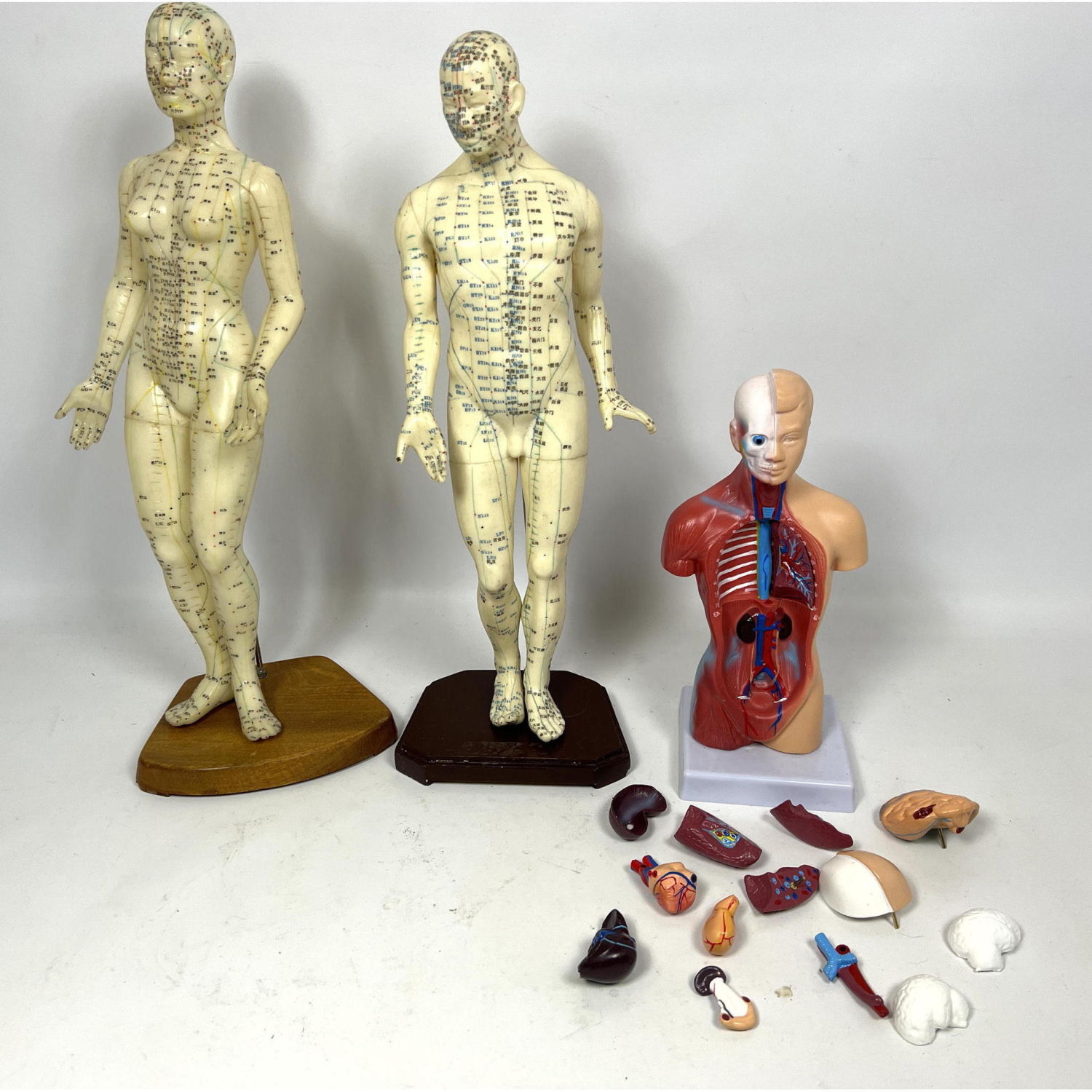 3pc Anatomical Models Pair soft 2ff108