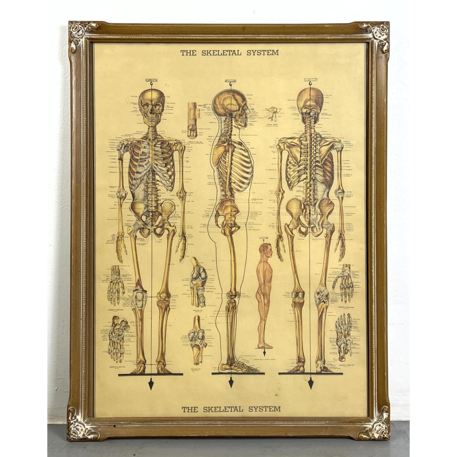 Vintage The Skeletal System Print  2ff4e4