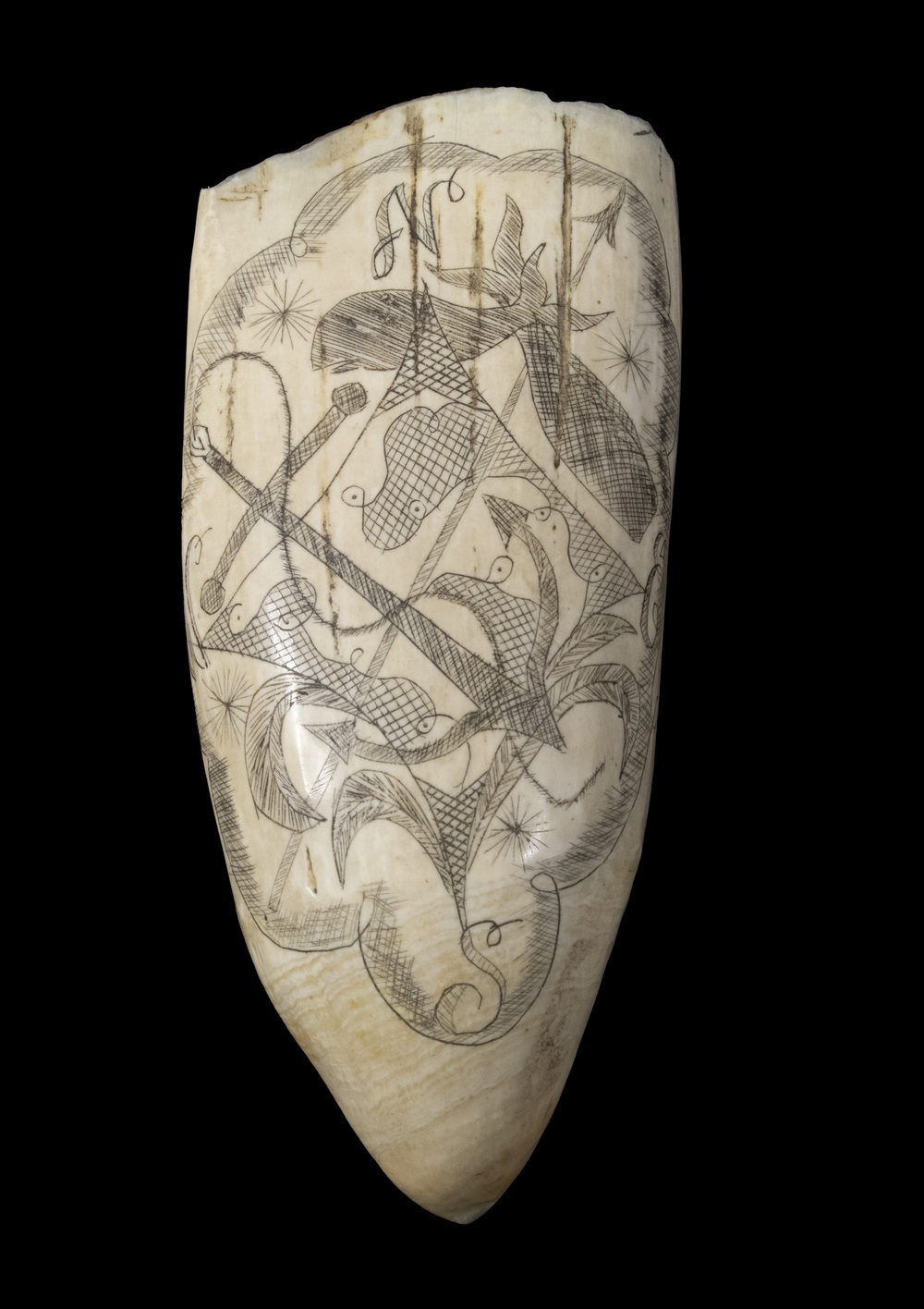 SCRIMSHAW WHALE S TOOTH Engraved 30223b