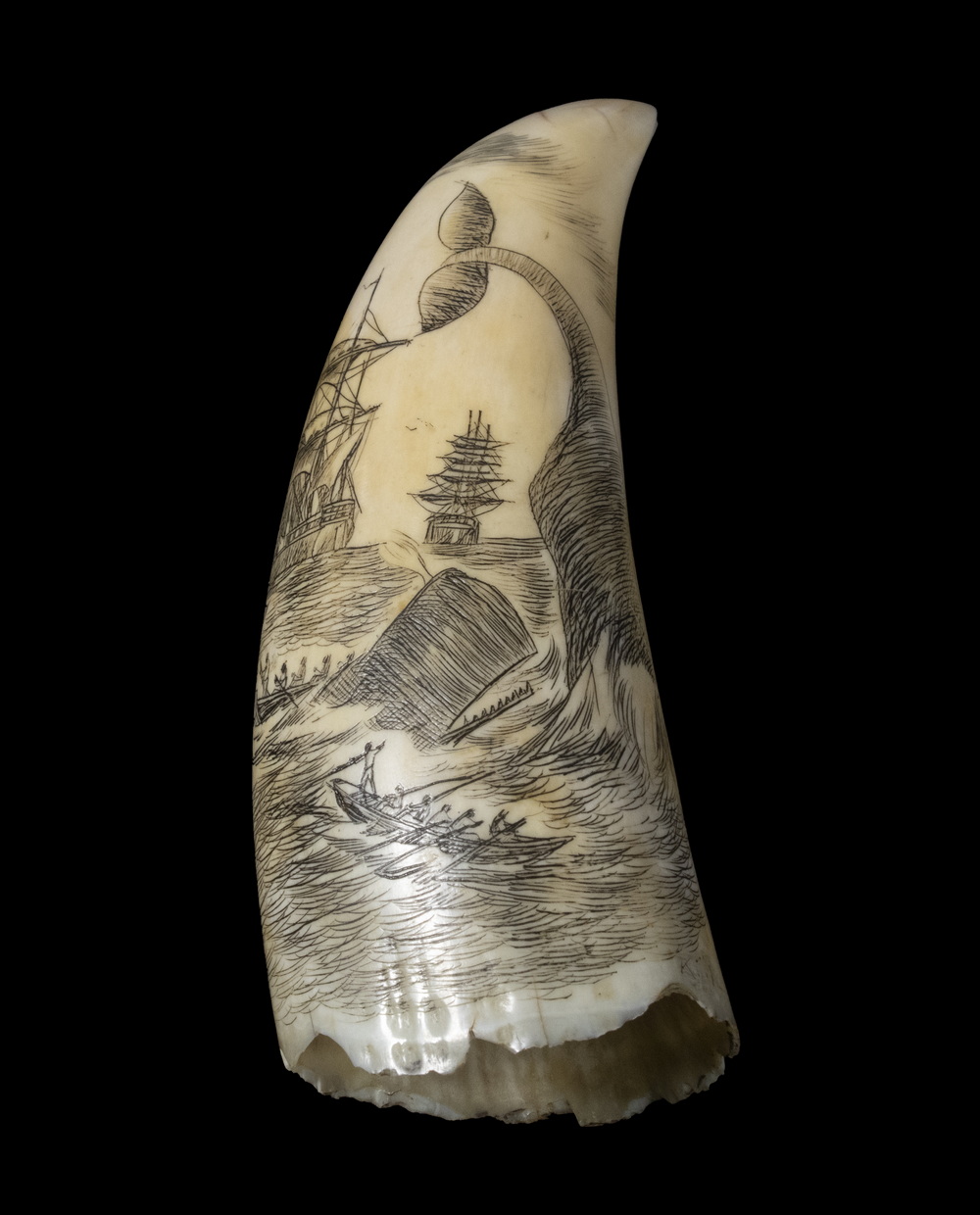 SCRIMSHAW WHALES TOOTH Engraved Whales