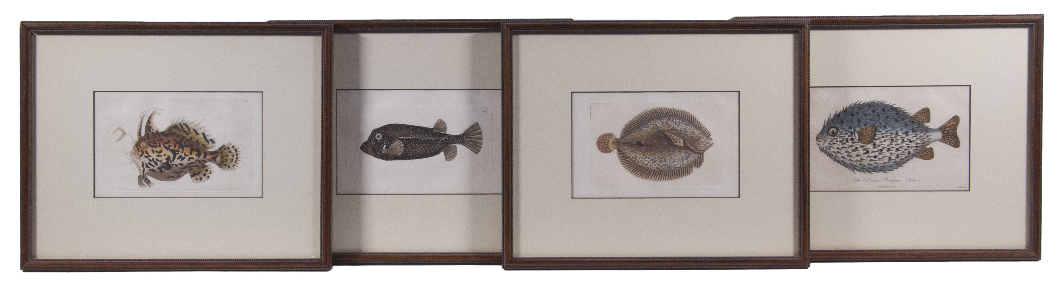 (4) SMALL FISH PRINTS, FRAMED Handcolored