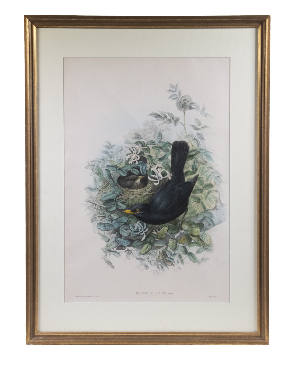 BRITISH ORNITHOLOGICAL PRINT BY