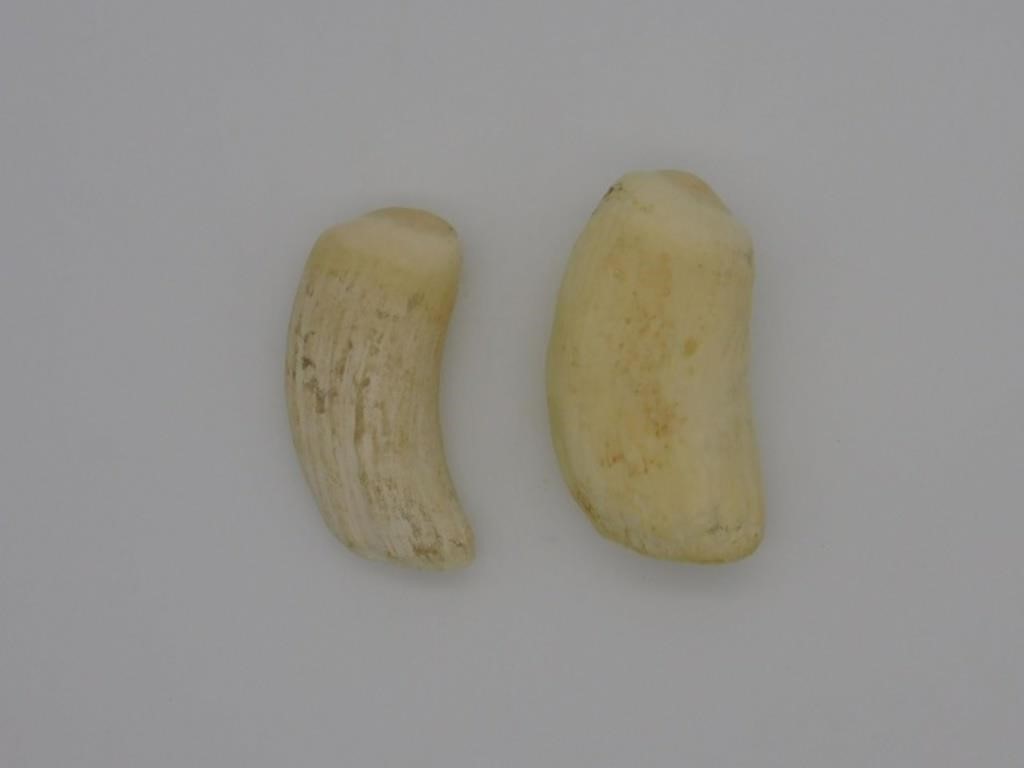 (2) LARGE RAW WHALE'S TEETH, POSSIBLY