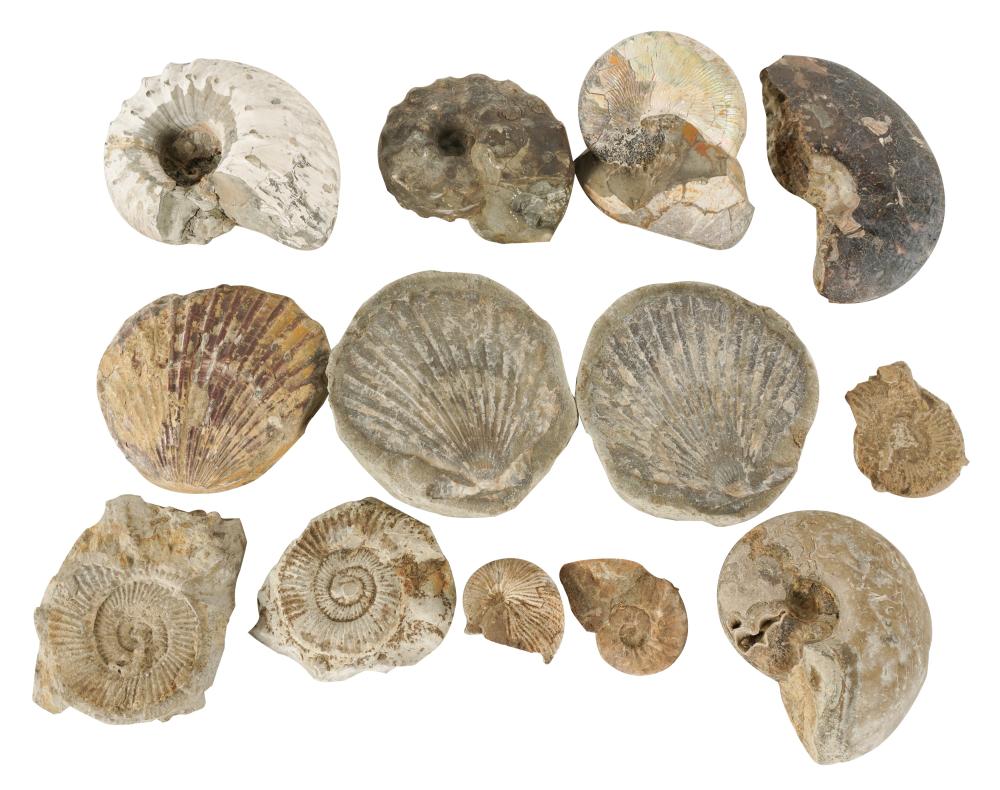GROUP OF FOSSILScomprising 10 fossilized 3034e3