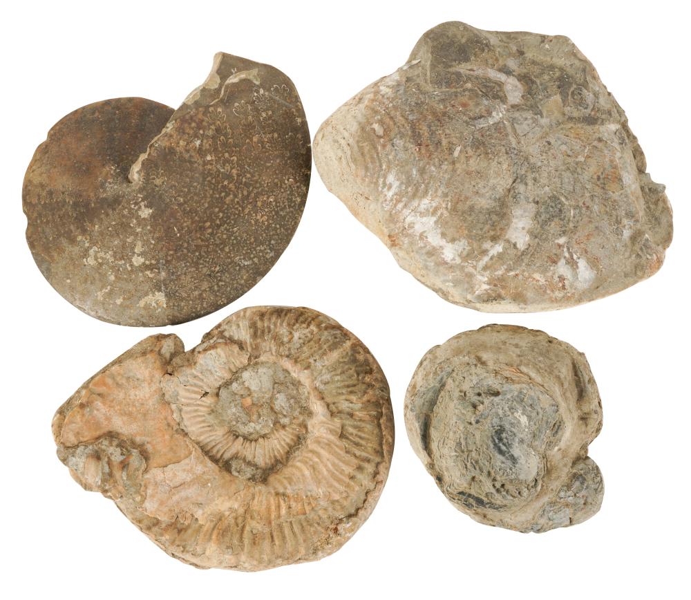 GROUP OF FOUR LARGE FOSSILScomprising