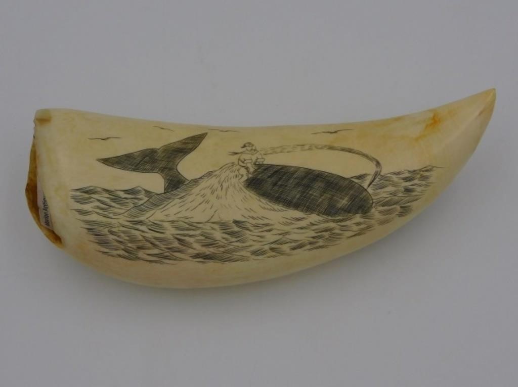 POLISHED AND ENGRAVED SCRIMSHAW