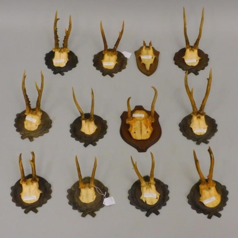 LOT OF (12) MOUNTED HORNS WITH