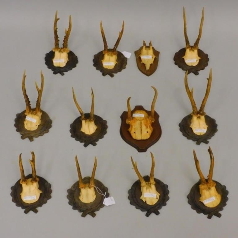 LOT OF (12) MOUNTED HORNS WITH PARTIAL