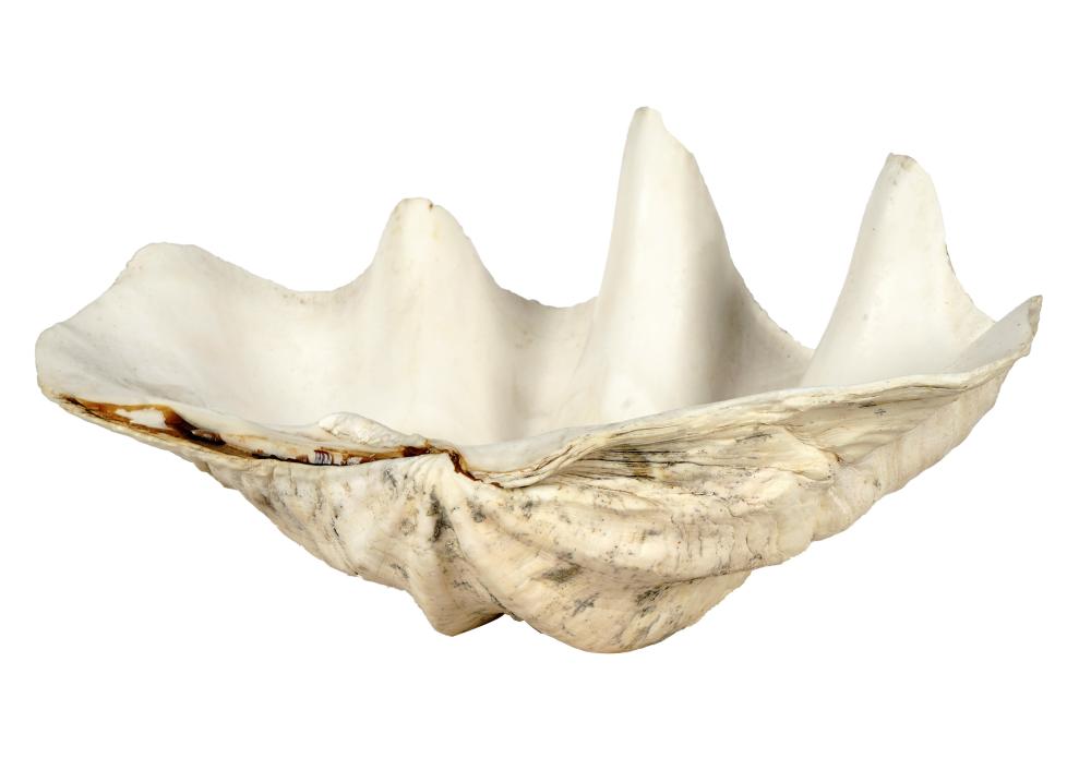 LARGE CLAM SHELL SPECIMENweight: 8.4