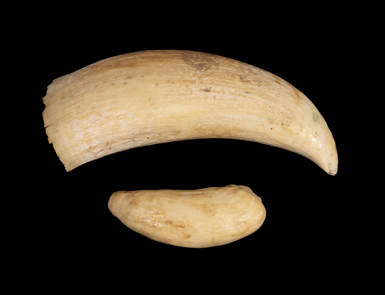  2 SMALL WHALE S TEETH 19TH C  30200f