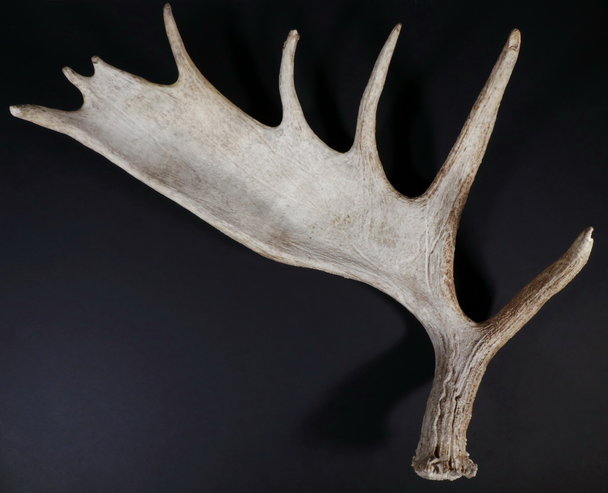 MOOSE ANTLER Large single moose antler.