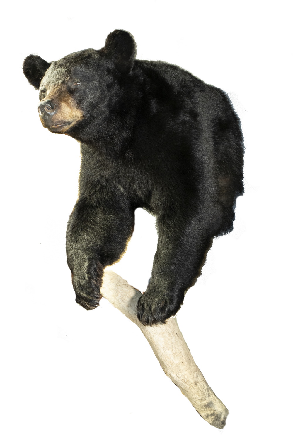 BEAR MOUNT Front Shoulder wall