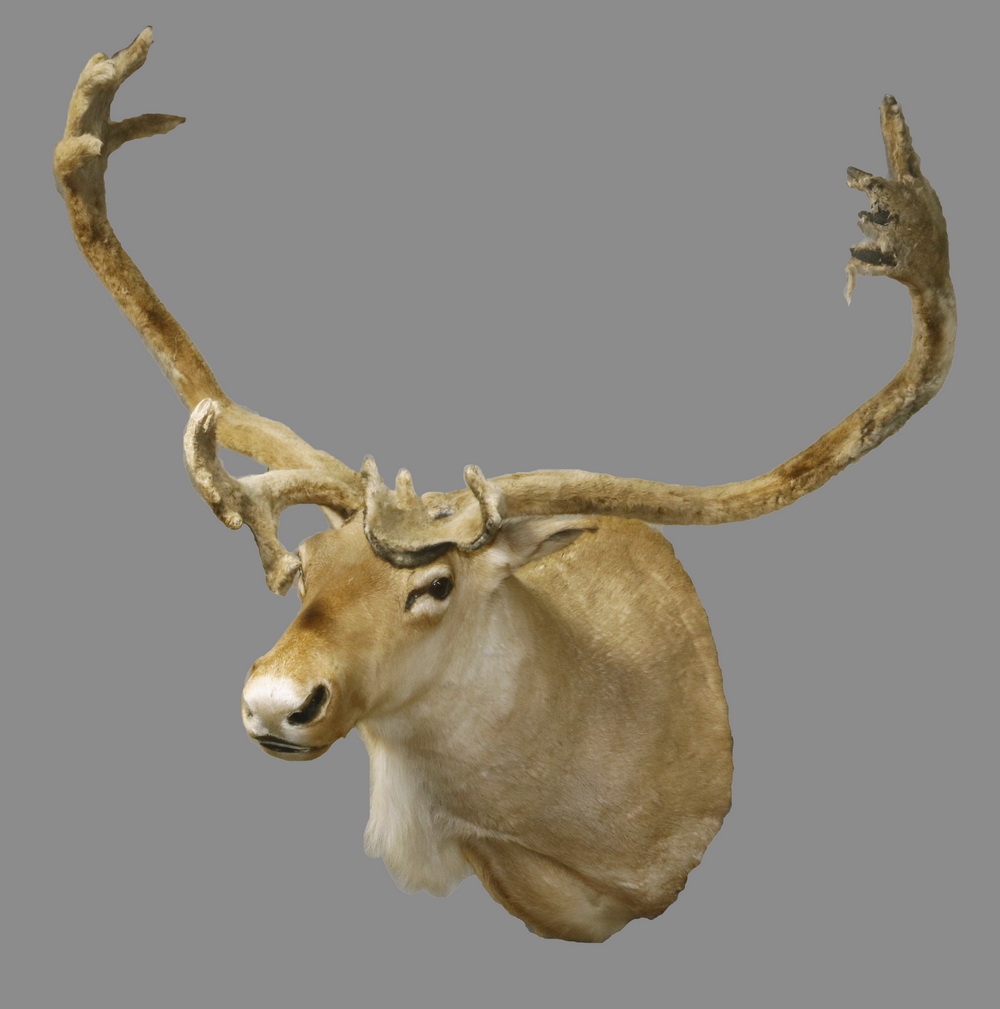 CARIBOU MOUNT 20th c. Head Mount,