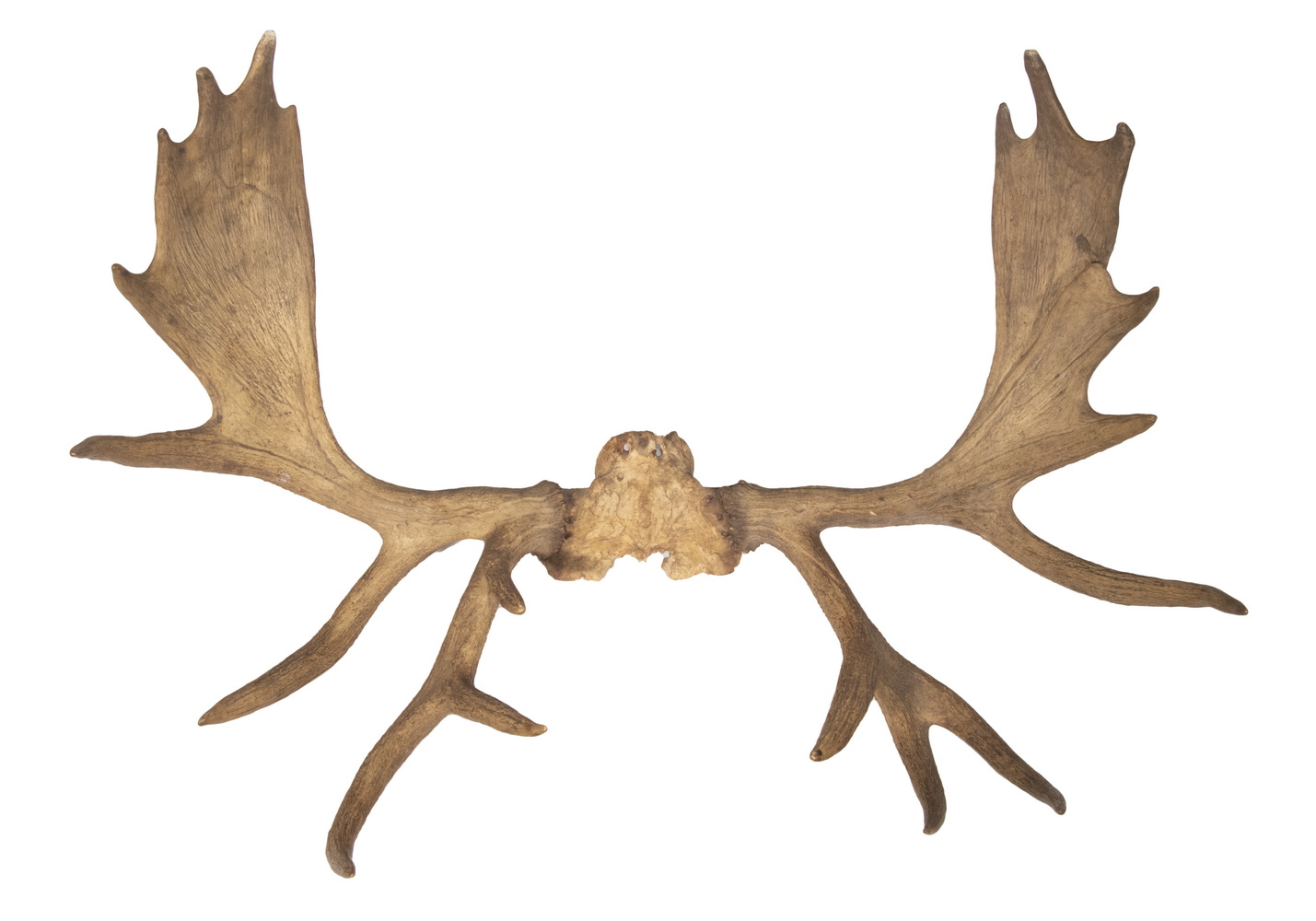 MOOSE ANTLERS Large rack with partial