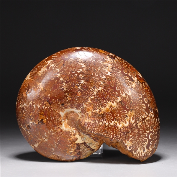 Very fine Moroccan ammonite exhibiting