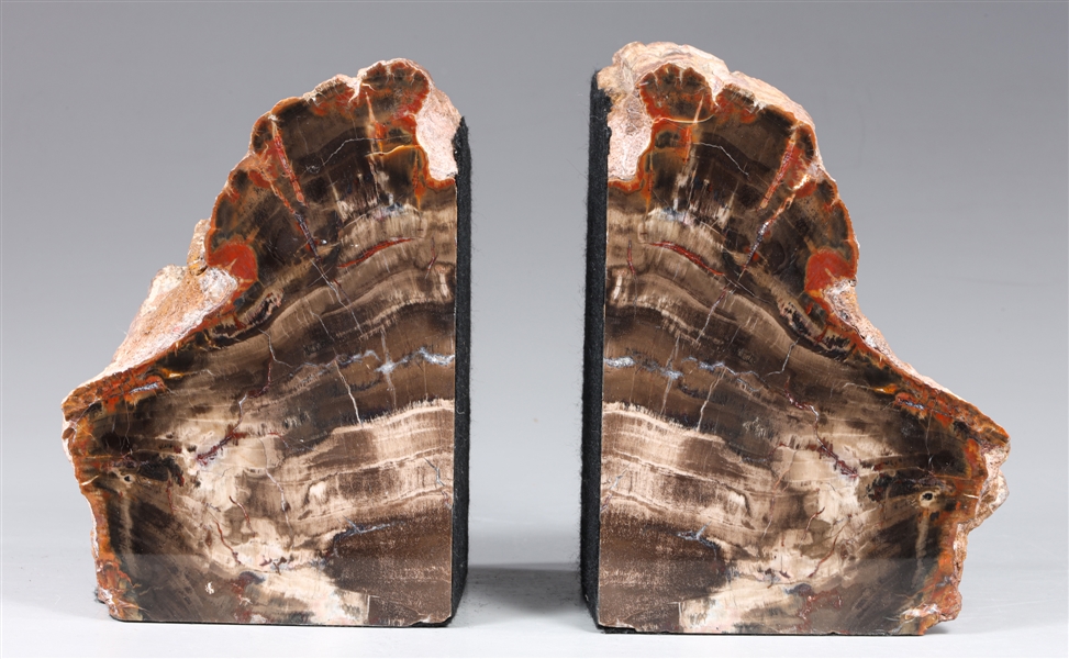 Pair of petrified wood specimens