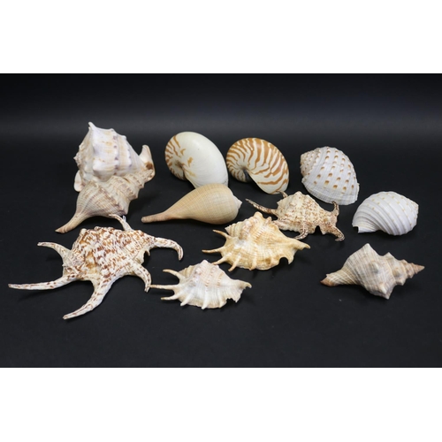 Assortment of large sea shells,