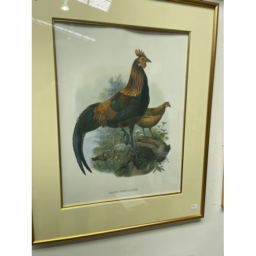 Re print of The Gallus Ferrugineus Red