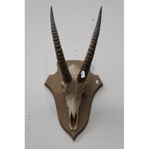 Pair of mounted trophy horns approx 3082f0