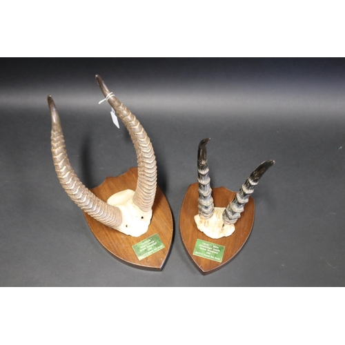 Two mounted trophy mounts both 3083da