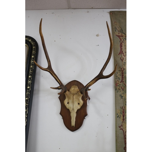 Vintage French set of antlers on 30844c