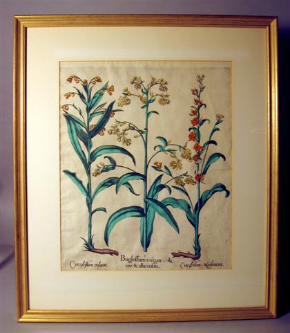 Two folio hand-colored copper botanical