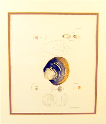 Set of eight lithographs of shells