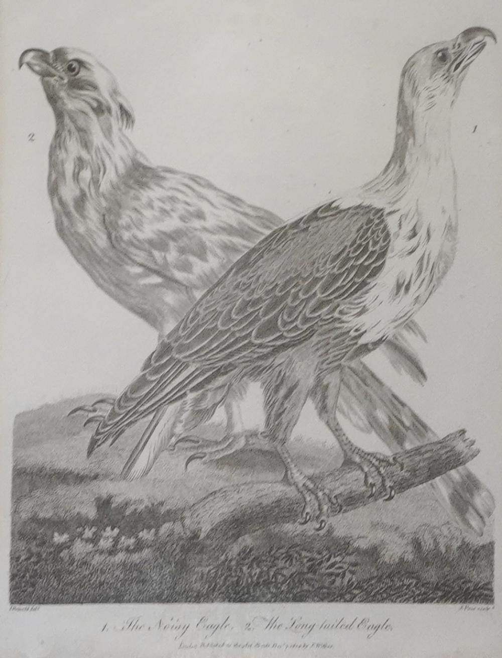19TH CENTURY COPPER PLATE BIRD