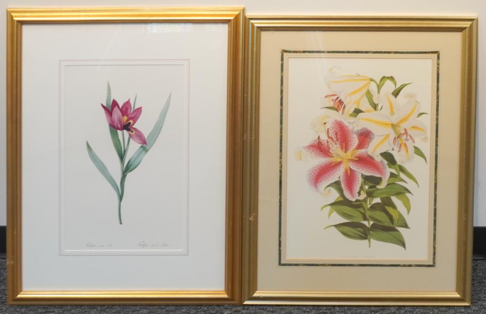 TWO OFFSET BOTANICAL PRINTS, FRAME