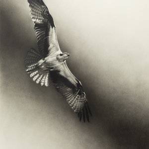 Cole Johnson
(American, 20th Century)
Osprey,