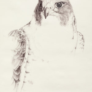 Brian Carney
(American, 20th Century)
Falcon