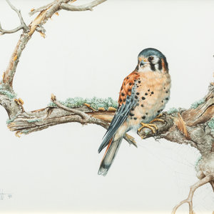 Kathy Goff
(American, 20th Century)
Kestrel,