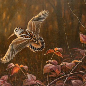 Wilhelm Goebel
(American, b. 1960)
Woodcock,