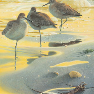 John Pitcher American b 1949 Willet 30a9ea