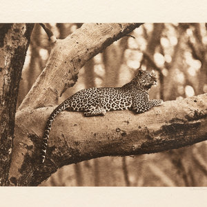 Chris Dei
(American, 20th Century)
Leopard