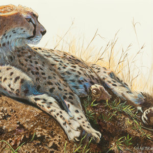 Mark Joseph Sharer
(American, 20th Century)
Cheetah,