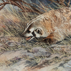 Joe Garcia American b 1945 Badger watercolor signed 30aa43