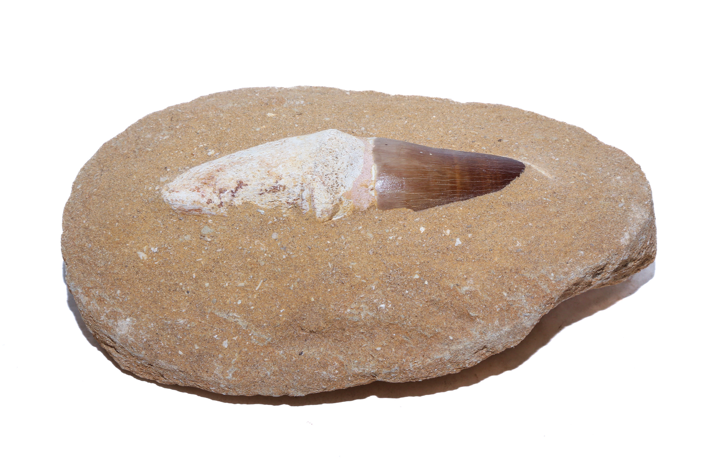 LARGE FOSSIL MOSASAUR TOOTH IN