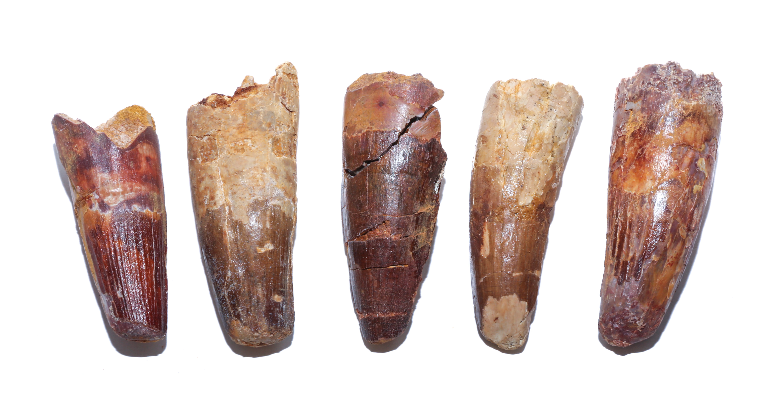 FIVE FOSSIL SPINOSAURUS DINOSAUR TEETH